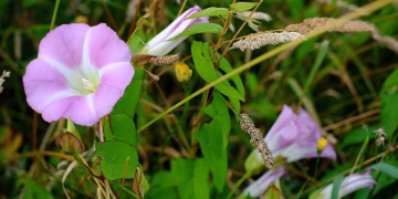 Essa planta parece inofensiva, mas pode destruir seu jardim se você não intervir